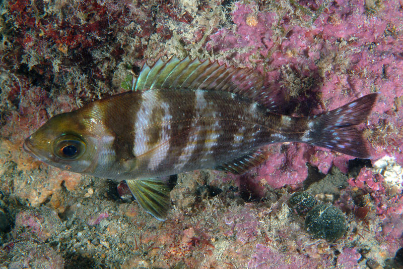 Spondyliosoma cantharus juvenile di notte